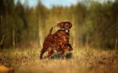 Kurs i føring av hund på skog 15. – 16. oktober på Tynset